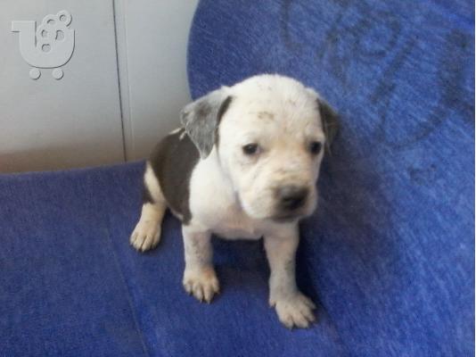 pitbull bully